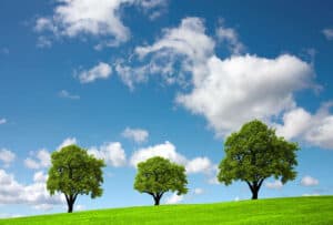 Three trees on a hill representing thought, feelings and behavior